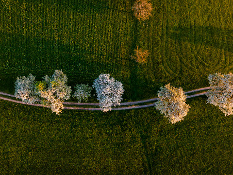 Birnbaumweg durch alte Birnbaumbestaende