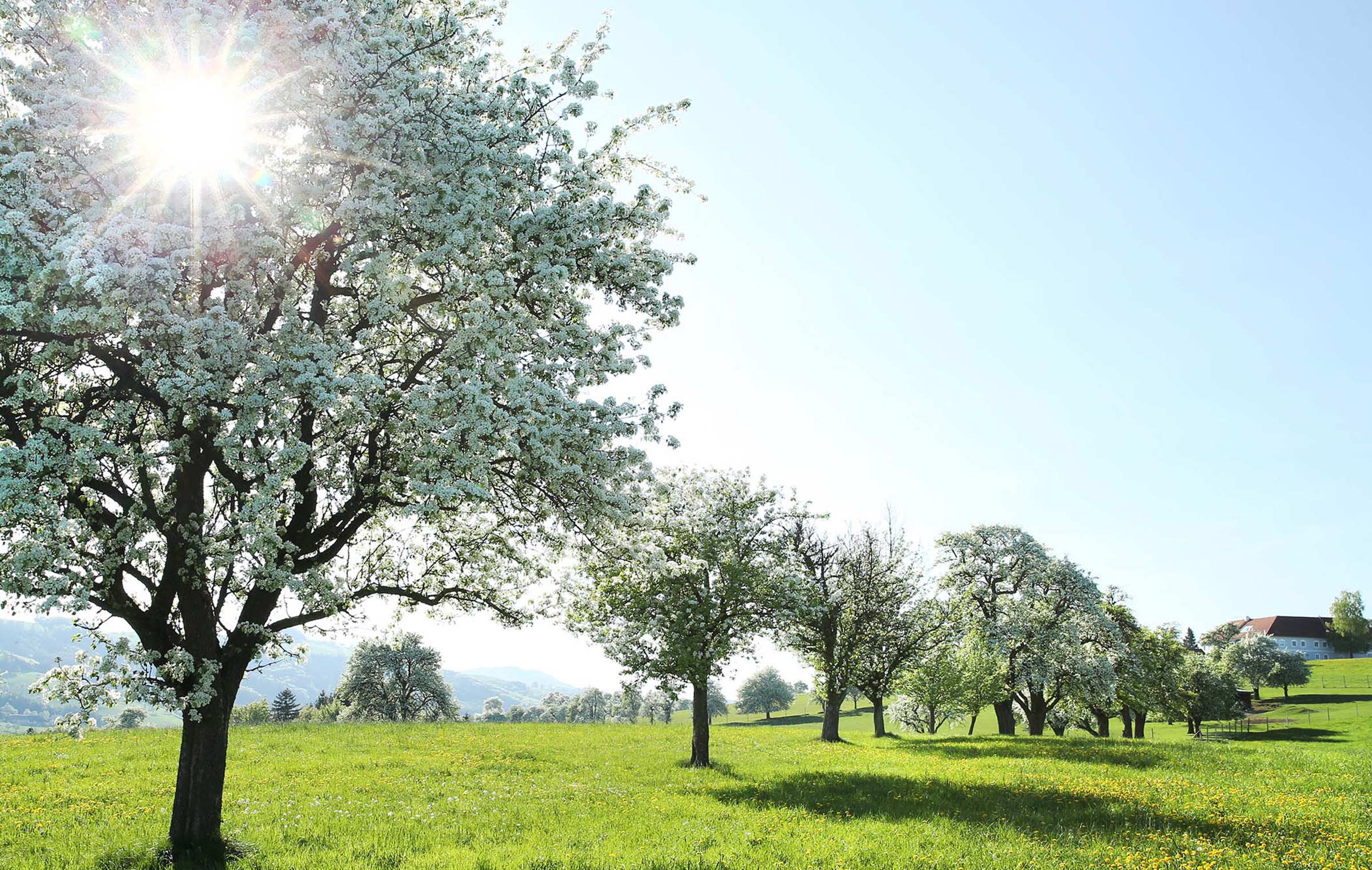 Blühende Streuobstwiese im Mostviertel mit Blick auf sanfte Hügel