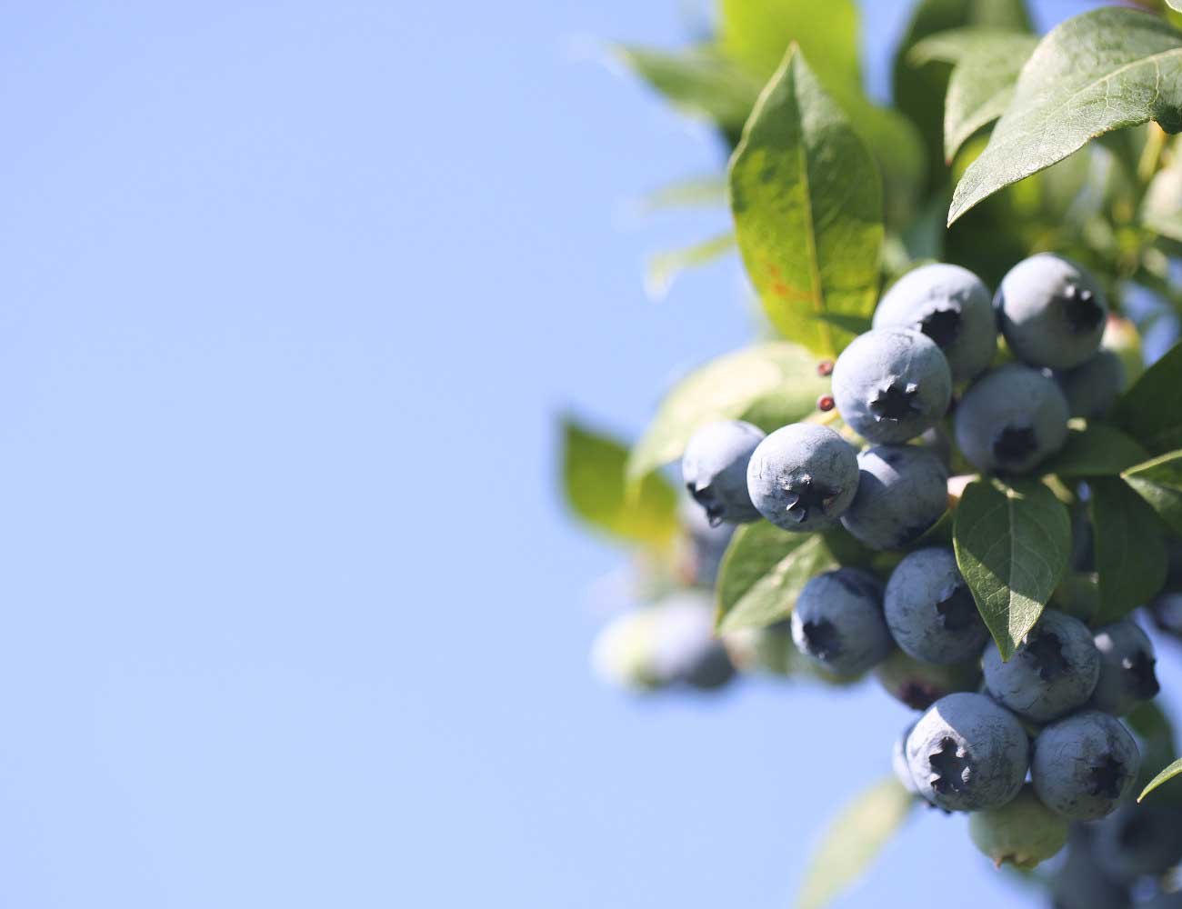 Mostviertler Landschaft