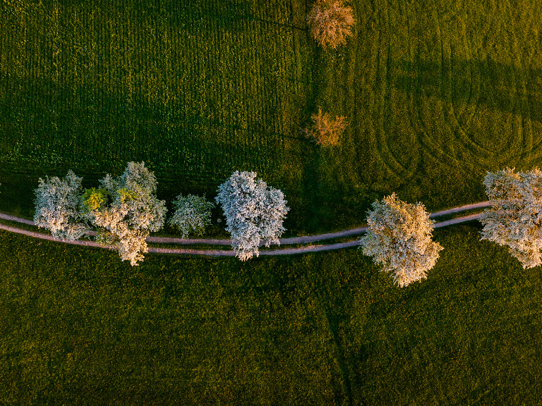 Birnbaumblüte im Mostviertel aus der Vogelperspektive